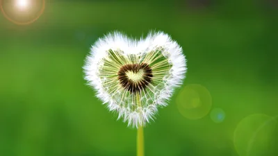 Heart-Shaped Dandelion in Spring Sunlight - free nature wallpaper 5120×2880