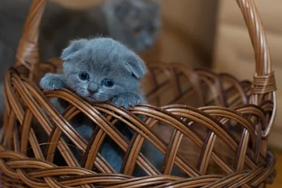 Melancholy Blue Kitten in Woven Basket - free animals wallpaper 5197×3465