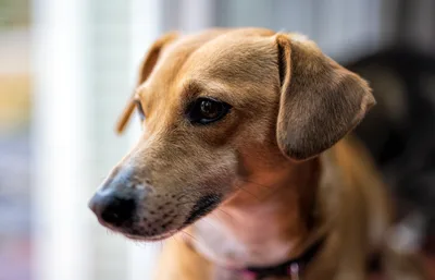 Profile Portrait of a Yellow Labrador Retriever - free animals wallpaper 6144×3952