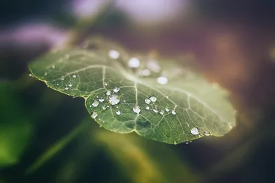 Dewdrops on Green Leaf in Natural Light - free nature wallpaper 6000×4000