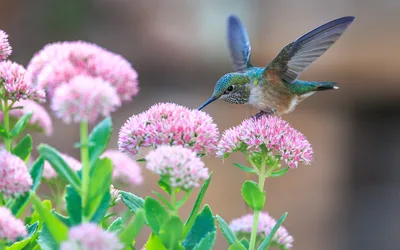 Hummingbirds Among Pink Flowers 4K - free nature wallpaper 3840×2400
