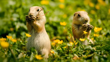 Prairie Dogs Foraging Among Yellow Wildflowers - free animals wallpaper 12165×6843