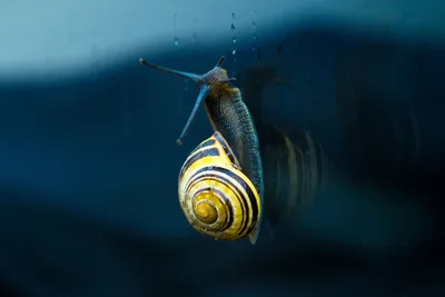 Sea Snail Swimming Underwater in Blue Ocean - free animals wallpaper 5472×3648