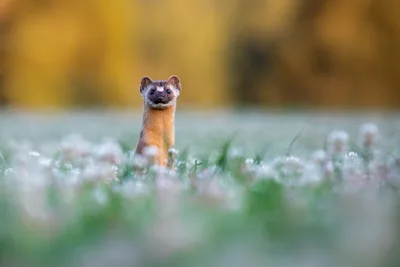 Weasel Standing Alert in Frosted Grass Field - free animals wallpaper 2048×1365