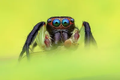 Jumping Spider on Yellow-Green Background - free animals wallpaper 2048×1365