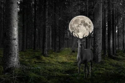 Lunar Deer in the Monochrome Forest - free animals wallpaper 7680×5126