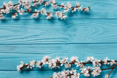 Spring Blossoms on Turquoise Wood - free nature wallpaper 5688×3792