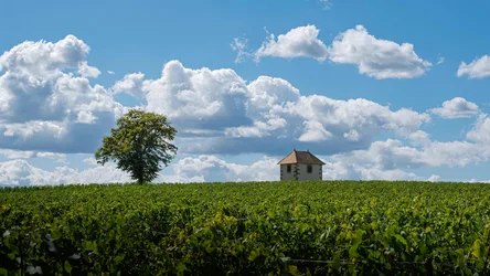 Trees in a Field - free landscapes wallpaper 6144×3456
