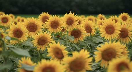 Flowers and Still Life in a Field - free landscapes wallpaper 5916×3238