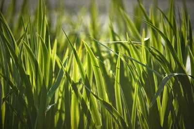 Sky in the Grass - free landscapes wallpaper 6000×4000
