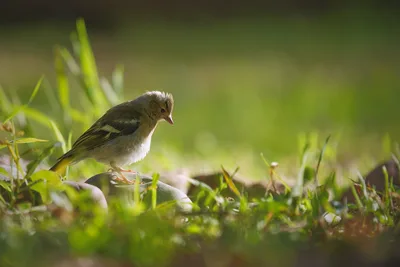 Bird in the Grass - free animals wallpaper 5814×3876