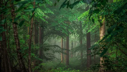 Misty Forest Canopy in Sunlit Serenity - free photography wallpaper 7680×4320