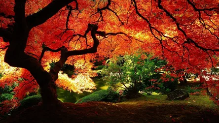 Crimson Autumn Canopy in the Enchanted Forest - free city & urban wallpaper 2560×1440