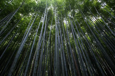 Bamboo Forest Canopy Light - free landscapes wallpaper 5472×3648