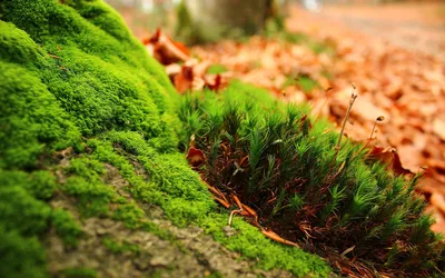 Mossy Path Through Nature's Green Embrace - free city & urban wallpaper 2880×1800