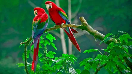 Vibrant Macaws Perched Among Lush Jungle Foliage - free animals wallpaper 3840×2160
