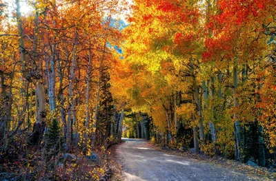 Autumn's Golden Canopy Road - free city & urban wallpaper 7867×5172