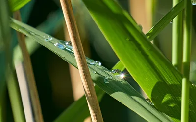Water Drop Green Theme: Nature - free nature wallpaper 4515×2822