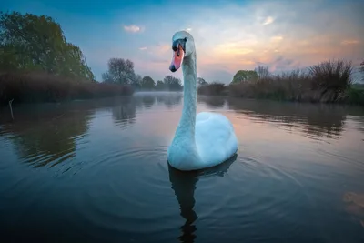 Model by a Lake - free animals wallpaper 2048×1365