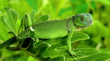 Leaves in Green - free animals wallpaper 3840×2160