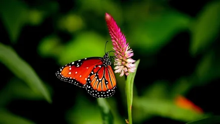 Monarch Butterfly on Pink Flower - free animals wallpaper 1920×1080