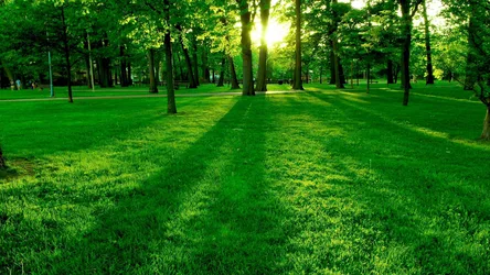 Sunlit Forest Path Through Verdant Meadow - free city & urban wallpaper 2688×1512