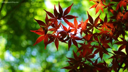 Autumn Maple Leaves in Sunlit Splendor - free photography wallpaper 1920×1080
