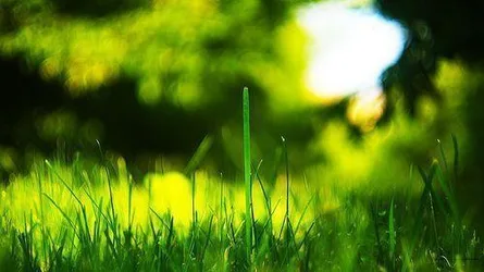 Verdant Meadow - Morning Light Through Grass - free photography wallpaper 500×281