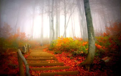 Misty Autumn Forest Path Through Golden Light - free landscapes wallpaper 1920×1200