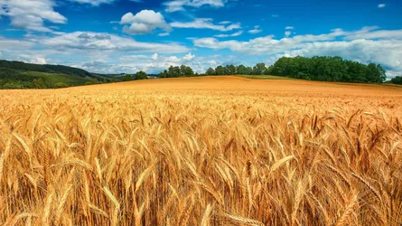 Golden Wheat Fields Under Blue Summer Sky - free landscapes wallpaper 1366×768