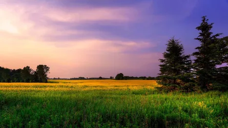 Golden Fields at Twilight - free landscapes wallpaper 1366×768