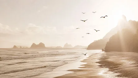 Golden Hour Coastal Flight - free animals wallpaper 1920×1080