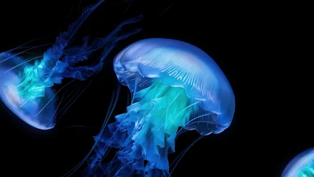 Glowing Jellyfish in Deep Waters - free cyberpunk wallpaper 3840×2160