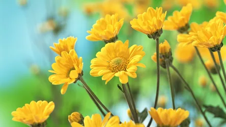 Sunny Yellow Daisies in Soft Focus - free photography wallpaper 1920×1080