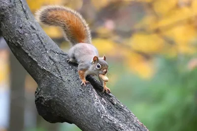 Squirrel's Tree Branch Moment - free wallpaper 3600×2400