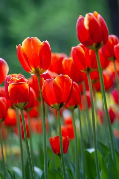 Red Tulip Field in Soft Focus - free photography wallpaper 3000×4494
