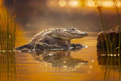 Golden Hour Crocodile in Shallow Waters - free animals wallpaper 2000×1333