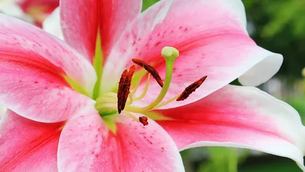 Pink Lily Close-Up with Crimson Stamens - free photography wallpaper 3840×2160