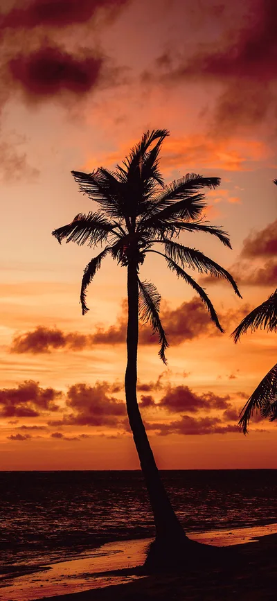Tropical Sunset Silhouette Over Ocean - free gaming wallpaper 720×1560
