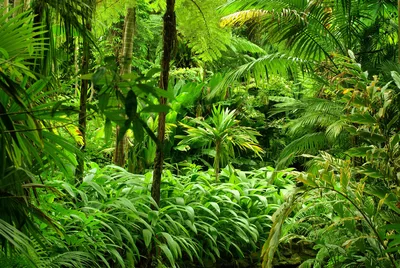 Lush Jungle Canopy: Ancient Ferns and Green Shadows - free art & design wallpaper 4000×2680