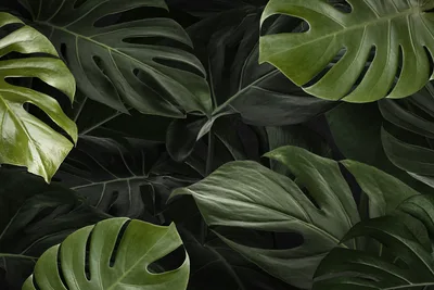Emerald Foliage Against Darkness - free dark wallpaper 5000×3333