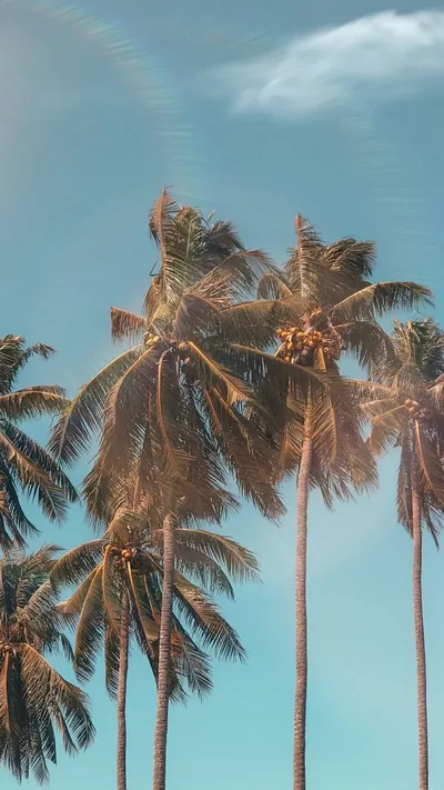 Tropical Palm Trees Against Clear Blue Sky - free landscapes wallpaper 900×1600