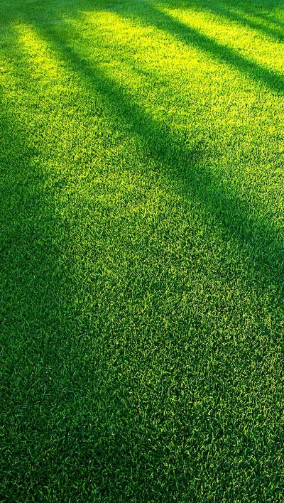 Sunlit Meadow Shadow Dance - free dark wallpaper 800×1415