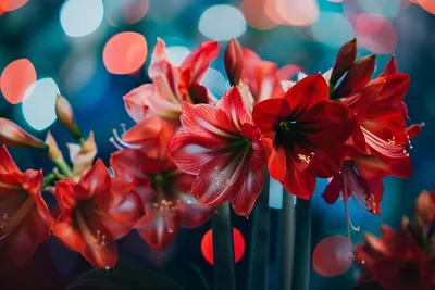 Red Amaryllis Blooms with Dreamy Bokeh - free photography wallpaper 1470×980