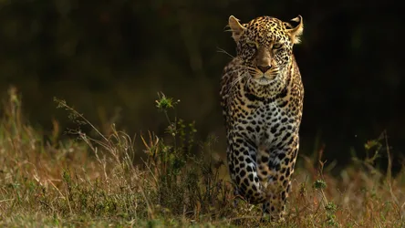 Leopard's Watchful Gaze Through Golden Grass - free animals wallpaper 3840×2160