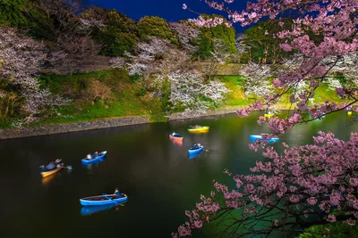 Cherry Blossoms and Trees - free city & urban wallpaper 2048×1365
