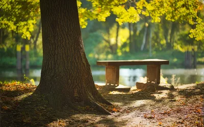 Forest: Sunlit Trees - free nature wallpaper 6144×3840