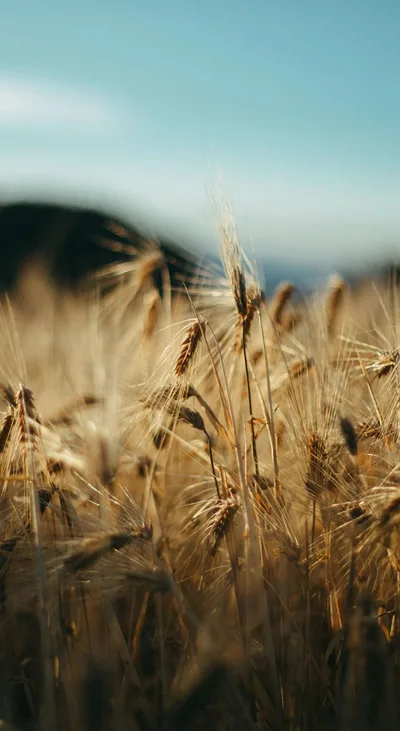 Golden Wheat Field Under Blue Sky - free photography wallpaper 1440×2630
