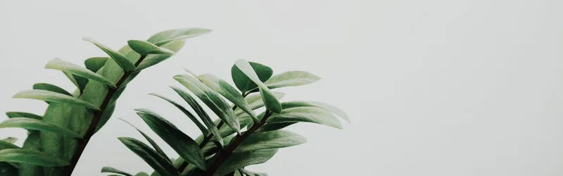 Minimalist Green Fern on Soft Grey - free minimalist wallpaper 1600×500