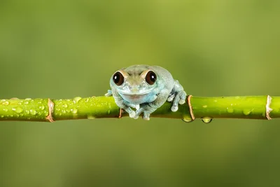Cheerful Tree Frog on a Misty Branch - free animals wallpaper 3133×2089